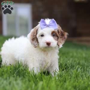 Jewel, Cockapoo Puppy